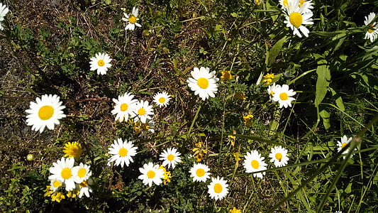daisies, flowers, green, spring, daisy, nature, floral
