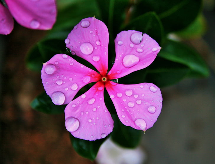 pink periwinkle, flower, pink, simple, rain, drops, water