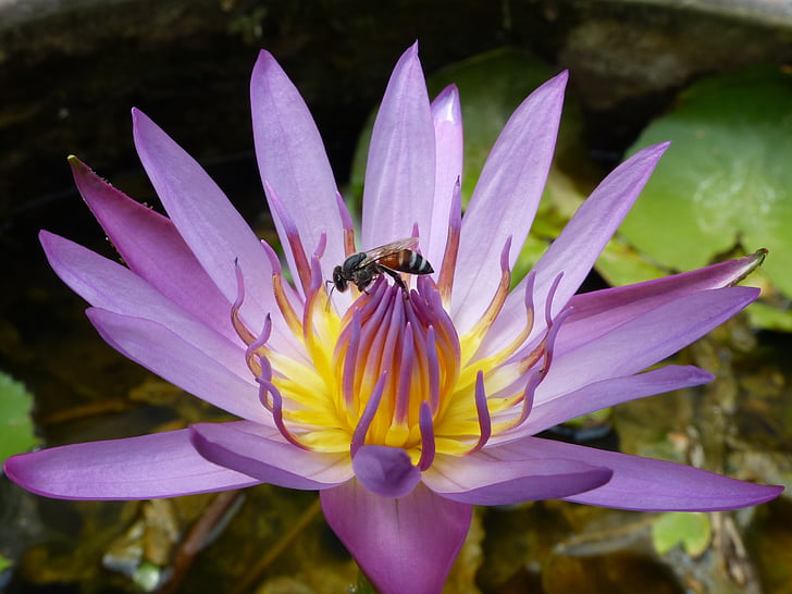 waterlilly, Lotus, Thailand, blomma, sommar, vatten, näckros