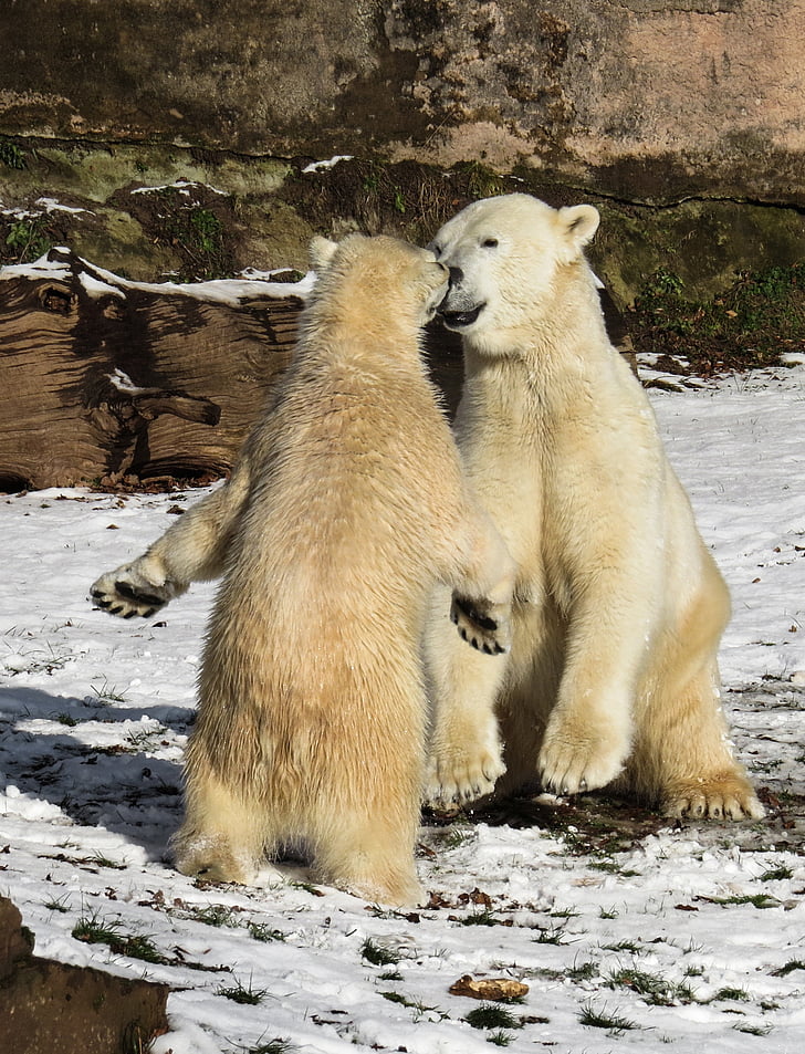 oso polar, juego, lucha contra el, depredador, jóvenes, Nuremberg, peligrosos
