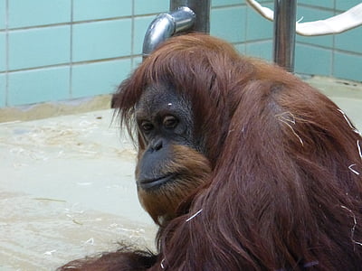 orangutana podizanju, majmun, životinja, sisavac, orangutana, biljni i životinjski svijet, primat