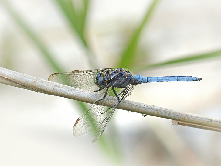 Blauwe libel, gevleugelde insecten, Orthetrum brunneum, tak, Wetland, Parot pruïnós