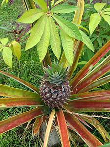 pineapple, plant, growing, fruit, tropical, green, fresh