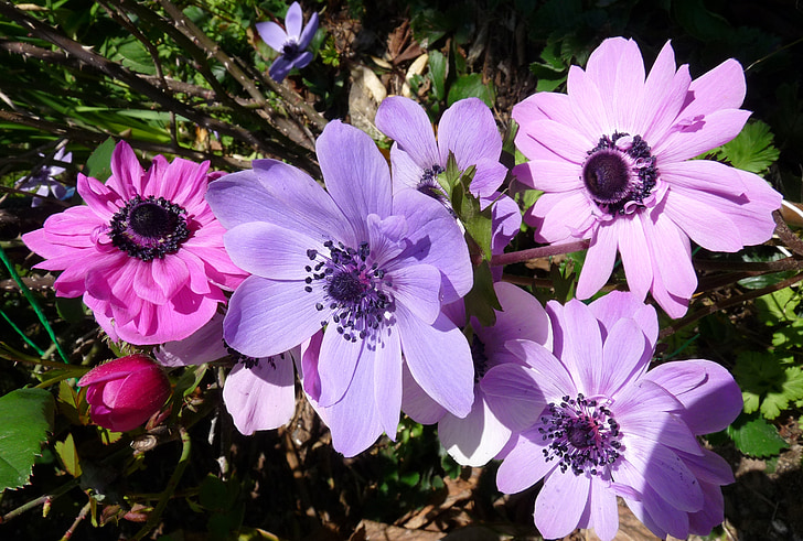 anemone, flowers, spring, nature, plant, flower, petal