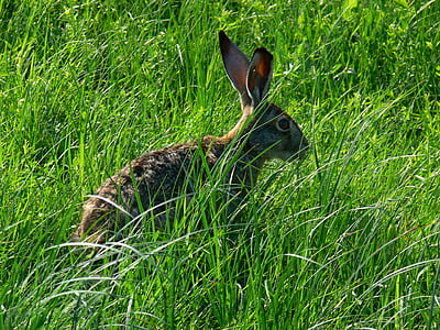 rabbit, rabbits, brown, grass, field, meadow, animal m