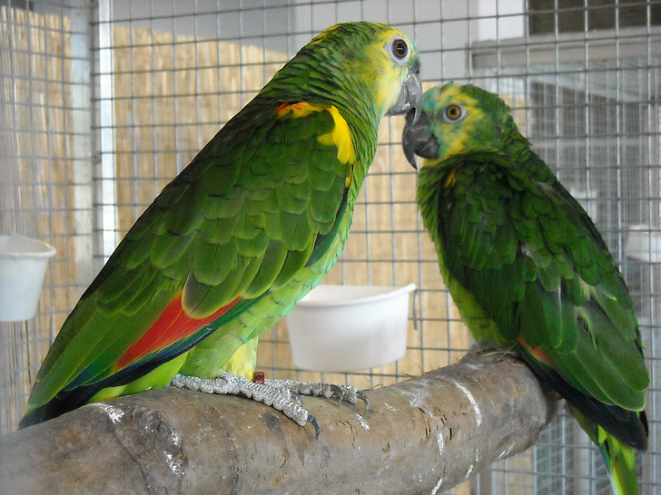 papoušky, malé papoušky, Domácí zvířata, ptáci, zelená, barevné, peří