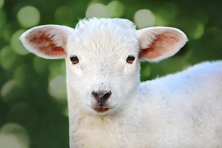 schapen, jonge dier, lam, dier, wol, schattig, zoogdier
