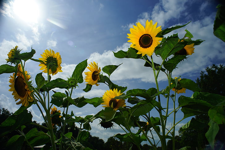 sunflower, yellow, against direction, bright, garden, atmospheric, clouds