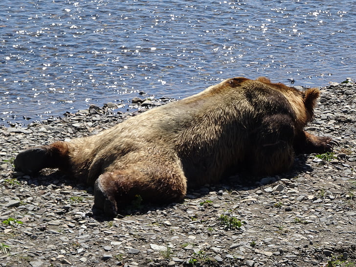 kustnära brunbjörn, Alaska, Björn