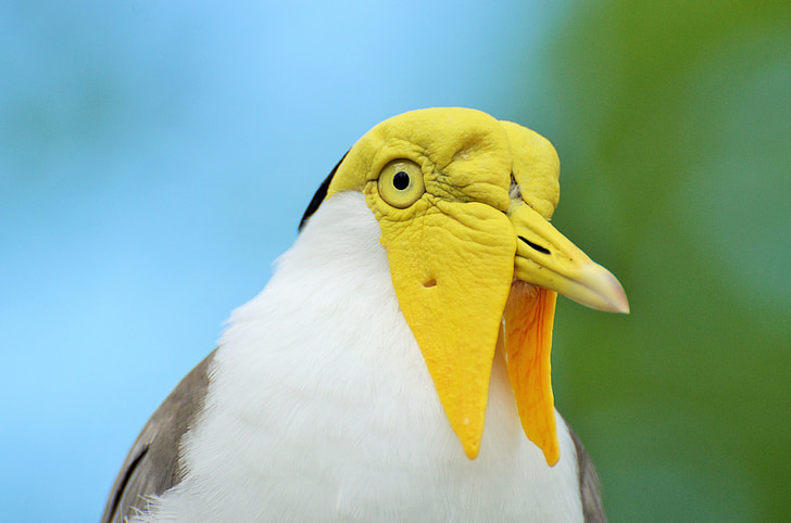 bird, exotic bird, yellow-headed bird, white and grey bird, zoo, animal, animals