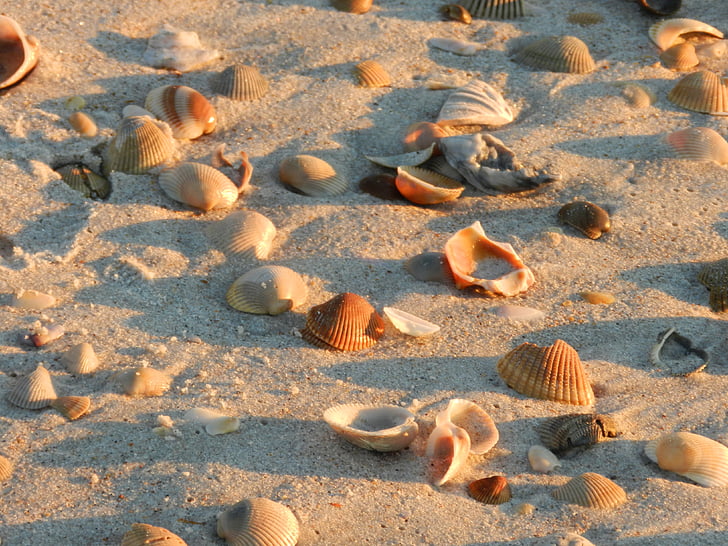 shells, beach, sand, seashell, shore
