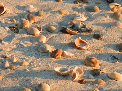 เปลือกหอย, ชายหาด, ทราย, เปลือกหอย, ชายฝั่ง