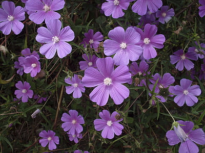 bunga ungu, ungu, bunga liar, bunga liar, bunga, musim semi, Taman