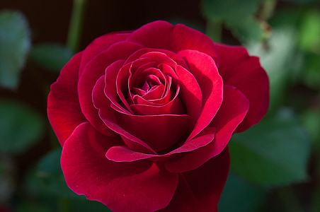 lill, tõusis, punane, punane roos, õis, Bloom, avamine flower
