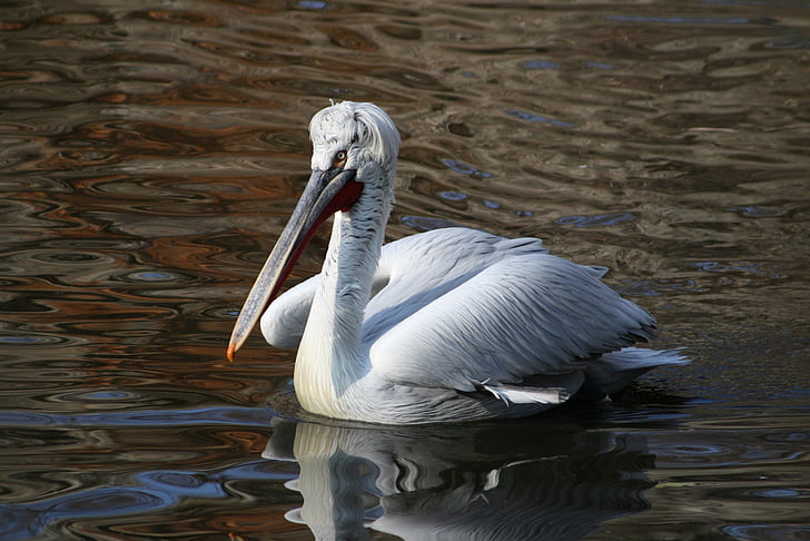 bird, water, wave, dalmatian pelican, birds, lake, winged