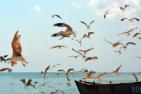 Seagull, fåglar, flyg, vatten, Stor, båt, fågel