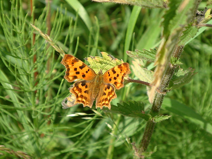 Schmetterling, Dover, Kent, England