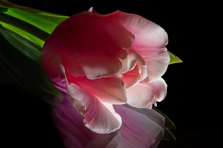 Tulipa, -de-rosa, flor, flor, flor, espelhamento, Tulipa rosa