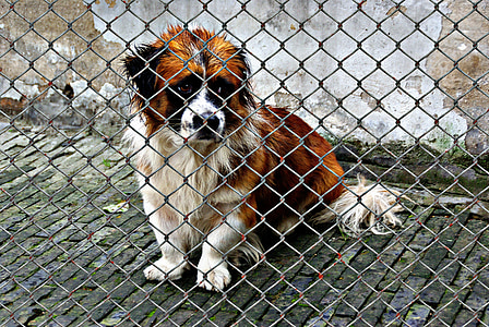 eläinten hyvinvointia, koira, vangittu, löytöeläintaloon, Surullinen, eläimellinen apu, koira näyttää
