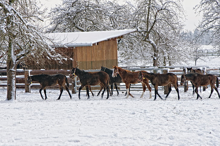 arkliai, gyvūnai, arklių grupė, žiemą, sniego peizažas