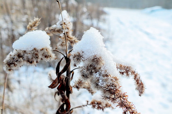 Bronze, Pflanzen, Winter, Schnee, Natur, Landschaft, Eis