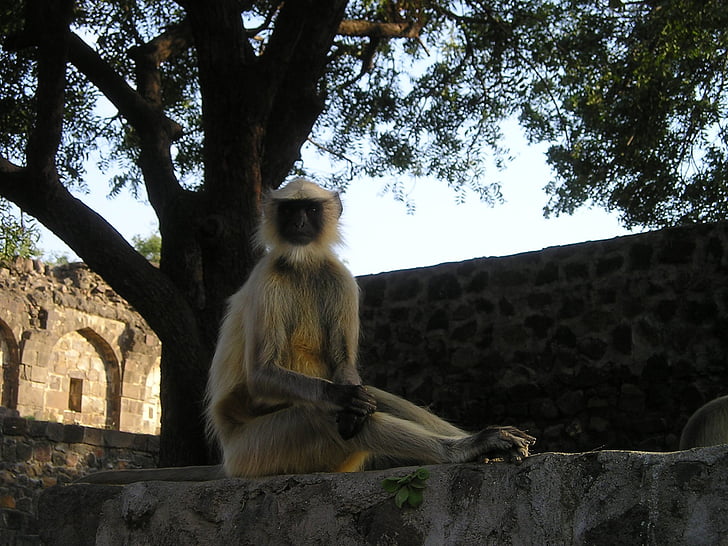 India, maimuta, sălbatice, natura, animale, mamifer, faunei sălbatice