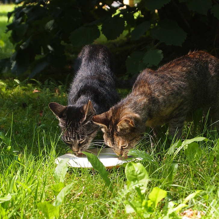 stray cats, cats, milk, together, drinking, board, grass