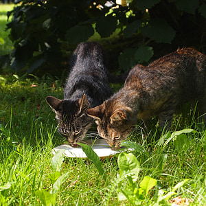 бездомни котки, котки, мляко, заедно, пиене, съвет, трева