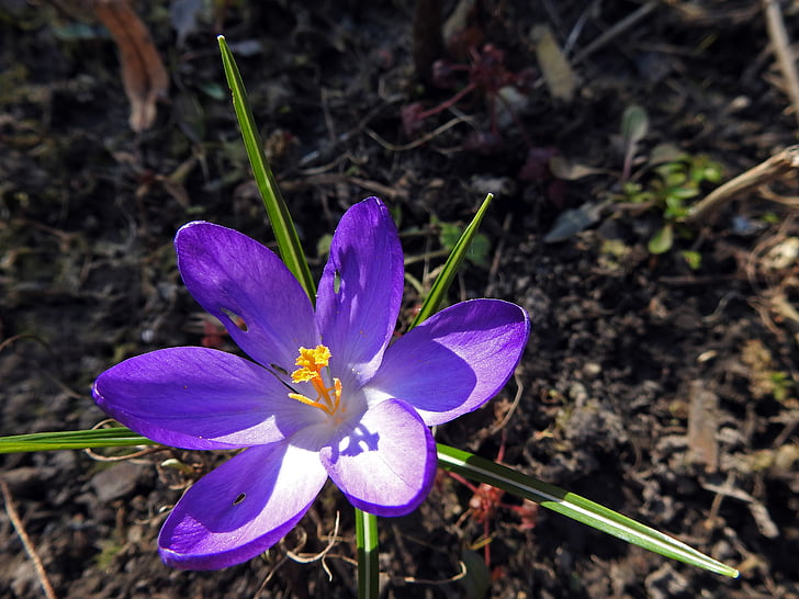 Крокус, Весна квітка, фіолетовий, Ранні Блумер, цвітіння, цвітіння, закрити