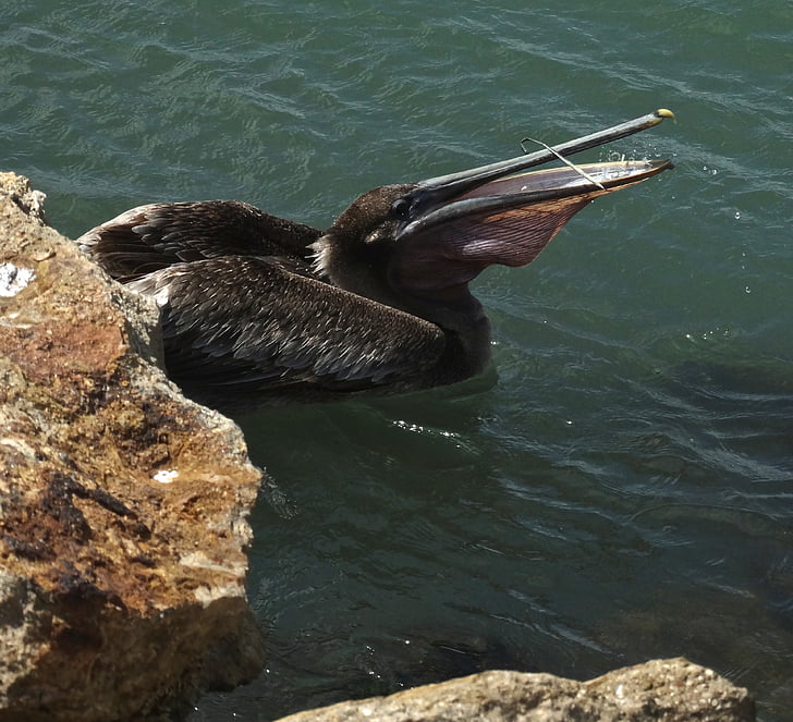 brūns pelikāns, daba, putns, savvaļas dzīvnieki, ūdens, okeāns, Florida