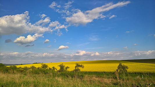 campo de colza, violación de semilla oleaginosa, amarillo, paisaje, campo, nubes