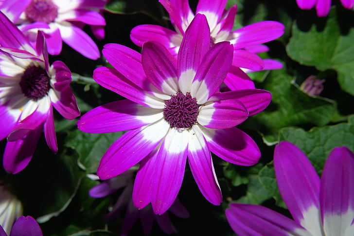 květiny, jaro, Bloom, Flora, Zavřít, fialová, barevné
