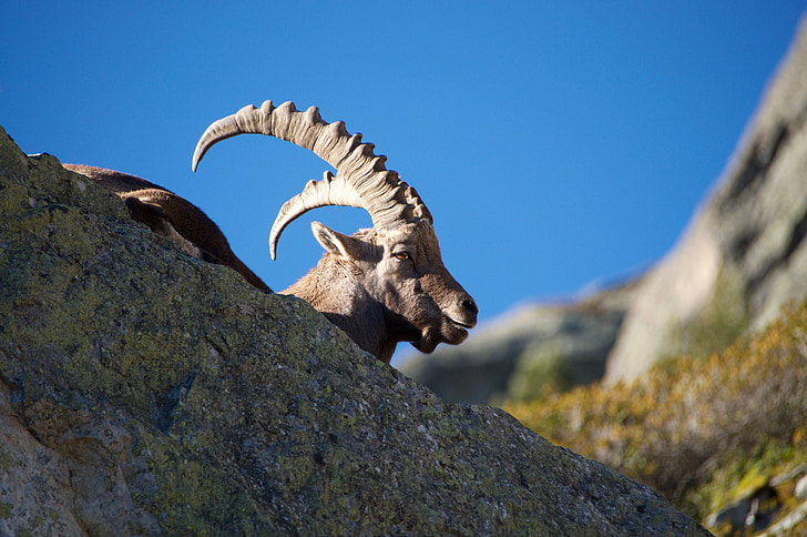Steenbok, Capra ibex, man