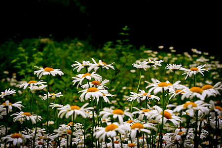 white, daisy, flowers, daytime, flower, bloom, petal