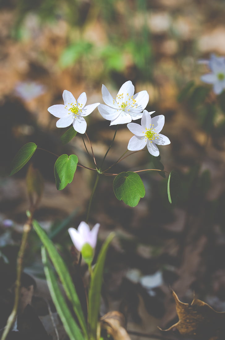 three, white, flower, daytime, flowers, spring, wild flowers