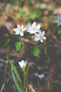trīs, balta, puķe, dienas, ziedi, Pavasaris, savvaļas puķes