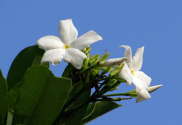 flor, blanc, mànec de mar, Madagascar Calvari fesol, arbre de odollam, Rosa ulls cerbera, gos-malson