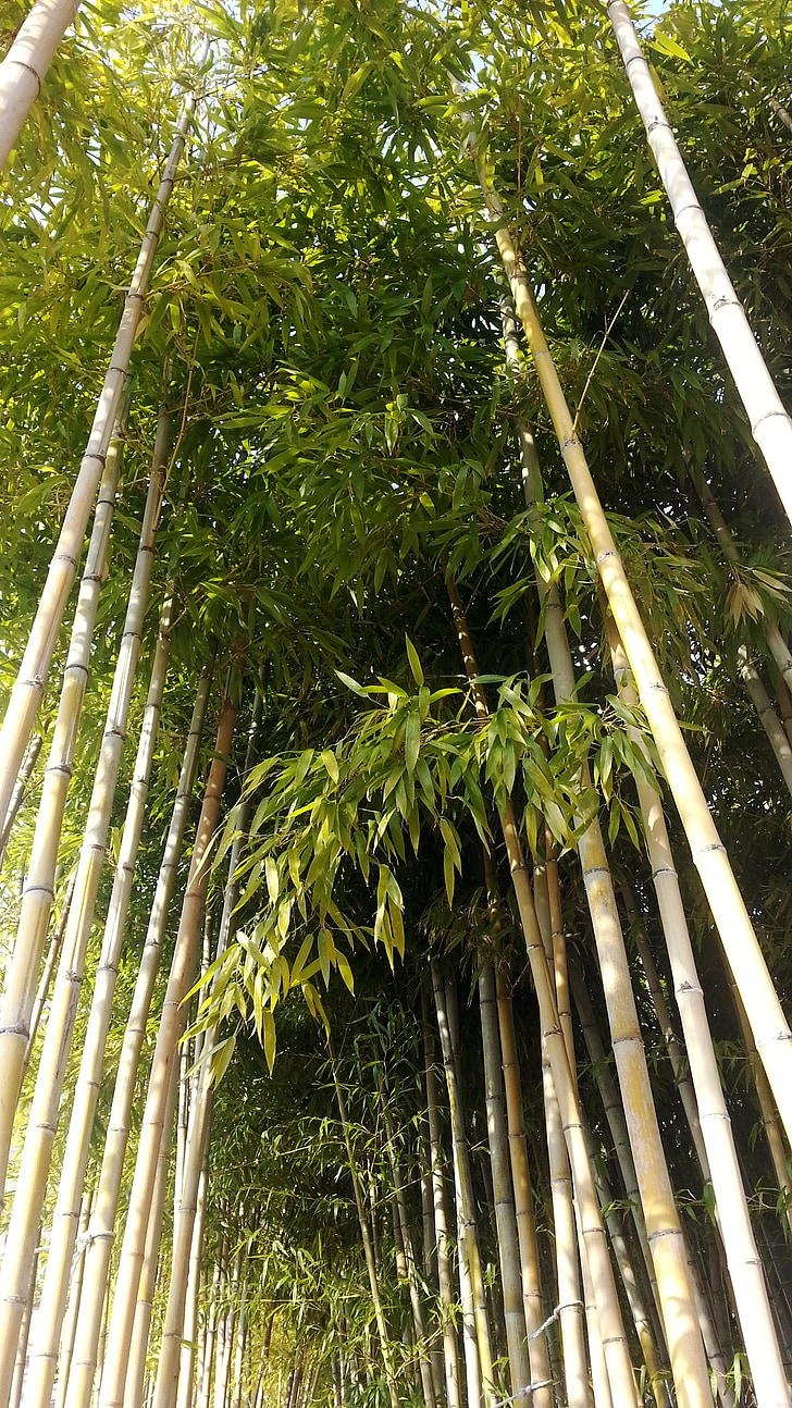 alam, bambu, hutan, hutan bambu, tanaman