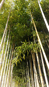 природата, бамбук, гора, бамбукова гора, растения