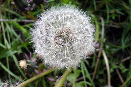 dandelion, close, seeds, pointed flower, faded, nature