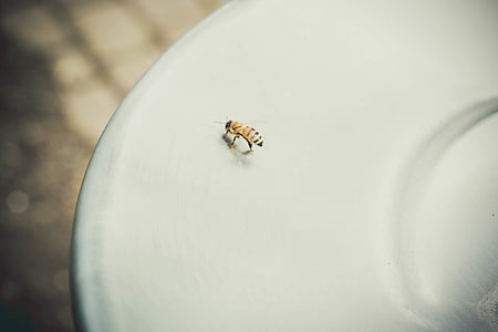 animal, bee, blur, close-up, insect, light, macro