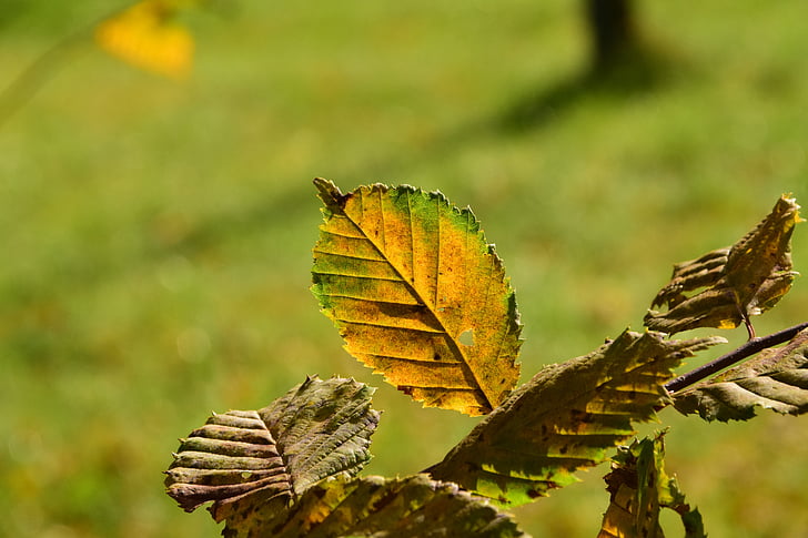 leaves, autumn, fall foliage, back light, tree, leaf, beech