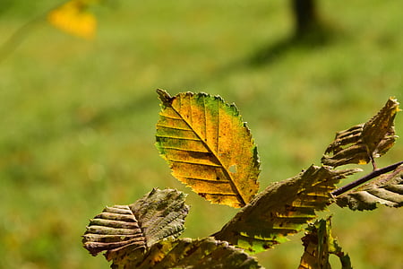 листья, Осень, Осенью листва, назад свет, дерево, лист, бук