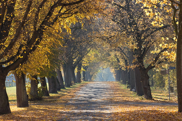 trees, walking path, park, fall, autumn, branches, foliage