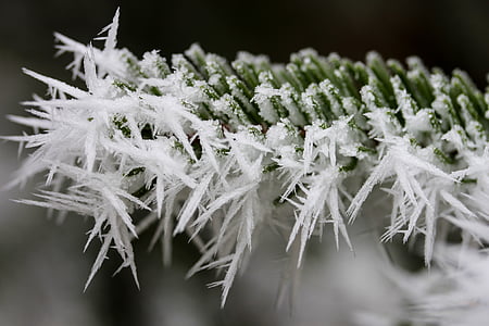 rime, gel, pin, nature, hiver, Forest, Frosty