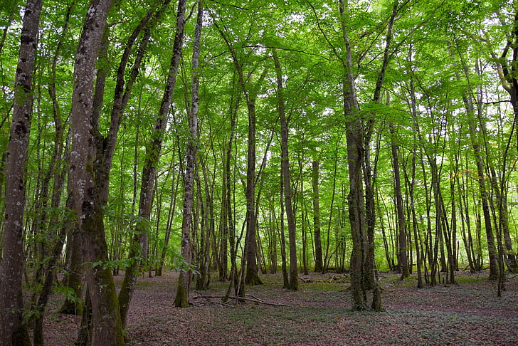 metsa, taust, roheline, struktuur, puud, Moss, loodus