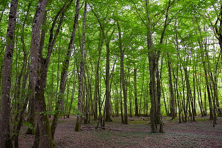 bosque, Fondo, verde, estructura, árboles, Moss, naturaleza