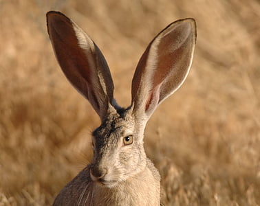californicus, lepus, jackrabbit, đuôi, màu đen, thỏ, chú thỏ