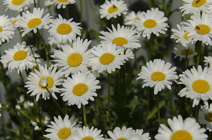 Camamilla, Margarida, flors, blanc, flor, close-up, dia