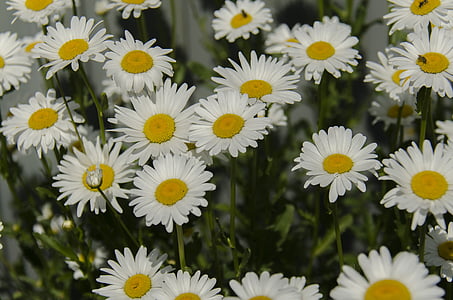 Kamomilla, Daisy, kukat, valkoinen, Bloom, Lähikuva, päivä